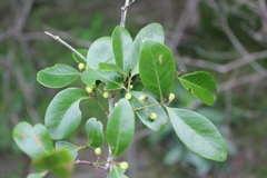 Pleurostylia opposita